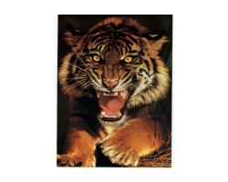 Наклейка "Tiger" ― AUTOERA.LV
