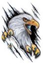 Auto tattoo "The eagle with sharp claws" ― AUTOERA.LV