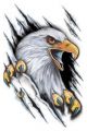 Auto tattoo "The eagle with sharp claws"